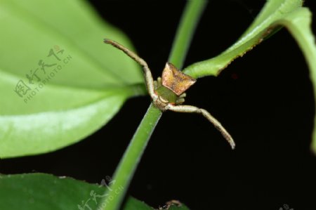 植物上的蜘蛛图片