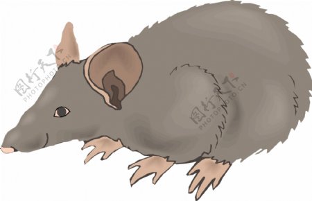 小鼠15