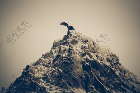 山顶上的老鹰图片