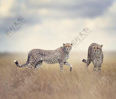 非洲猎豹图片