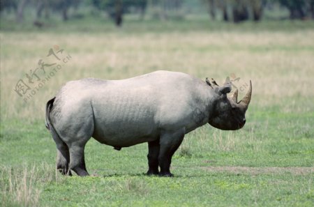 非洲野生动物犀牛