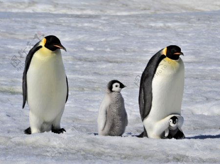 冰面上的企鹅家庭