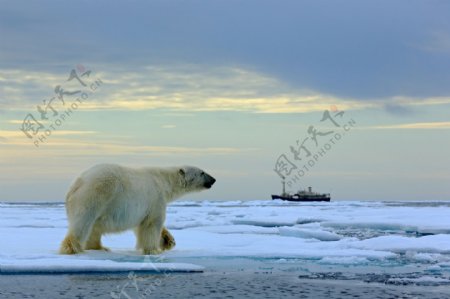 冰面上的北极熊