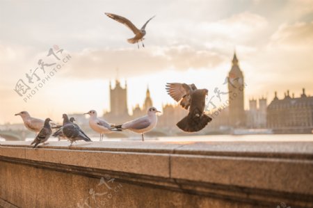 伦敦沿江海鸥