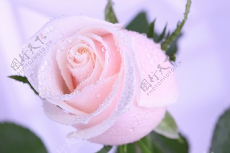 粉色艳丽的玫瑰花