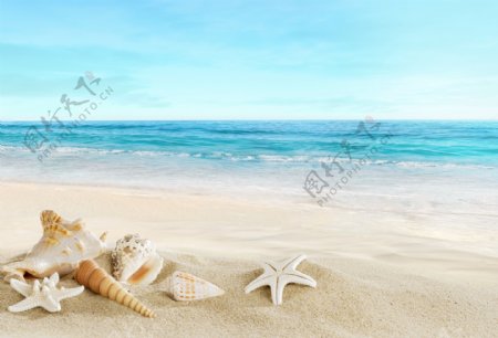 沙滩上的海螺海星