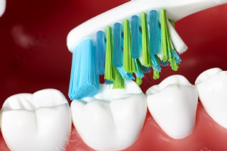 牙刷与牙齿模型图片