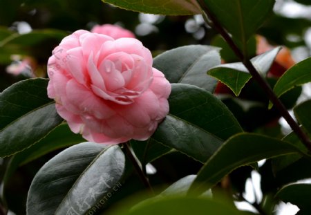鲜艳粉色山茶花图片