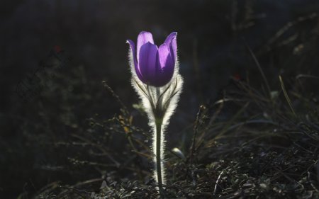 紫色白头翁花图片