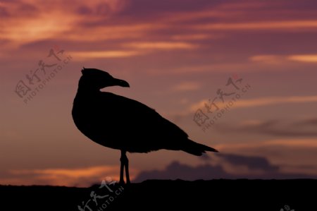 夕阳下海鸥图片