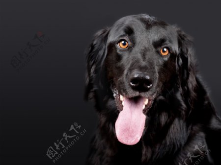 可爱黑色狗狗图片