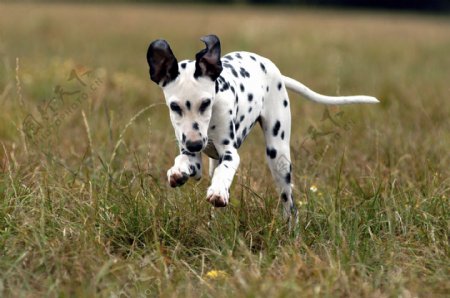 草地上奔跑的斑点狗