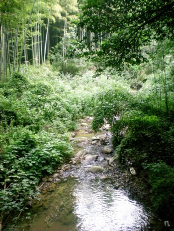 溪与竹图片