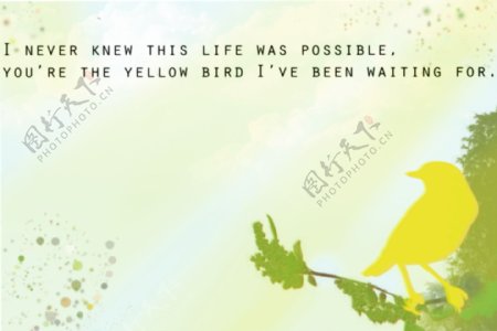 黄色的鸟