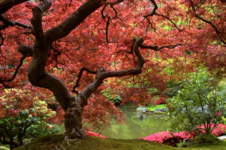 美丽日本枫树风景图片