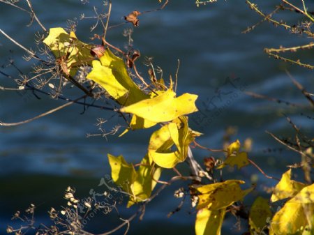 秋天树叶摄影图片