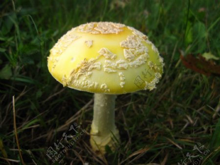 黄色毒蘑菇图片