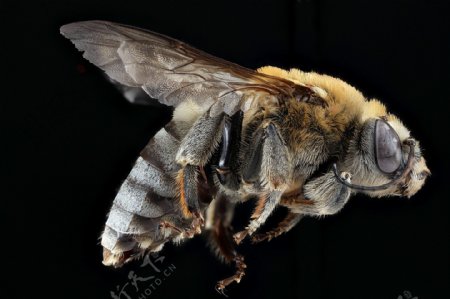 蜜蜂昆虫