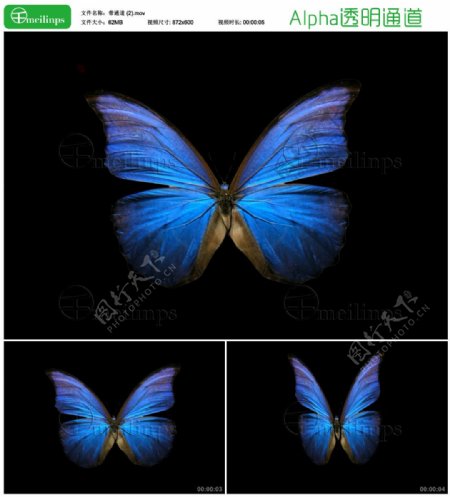 飞舞的蓝色蝴蝶带透明通道