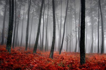 秋天树林风景