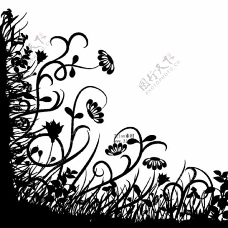 黑白植物花卉素材