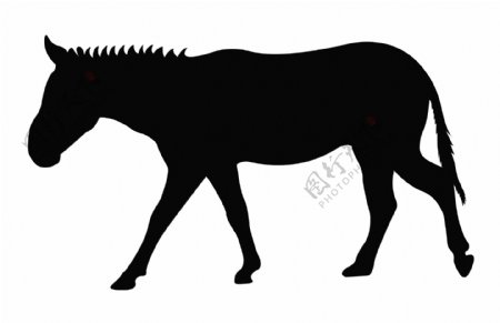 驴动物的形状