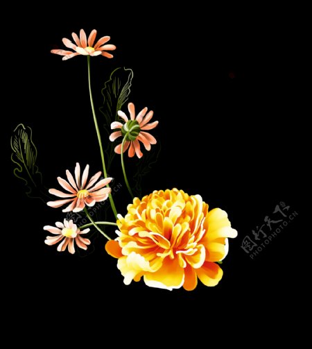 位图植物图案写意花卉花朵菊花免费素材