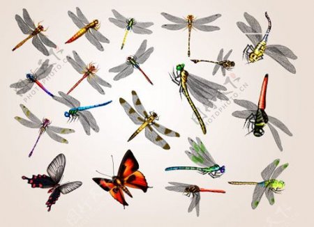 20只蜻蜓与蝴蝶psd素材