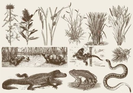 沼泽区系和植物区系