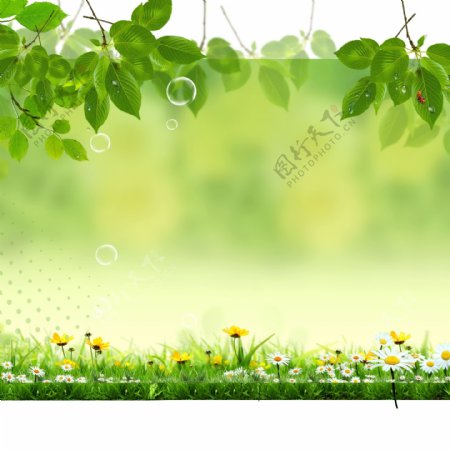 绿叶小花丛背景图