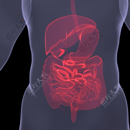 人体内脏器官图片