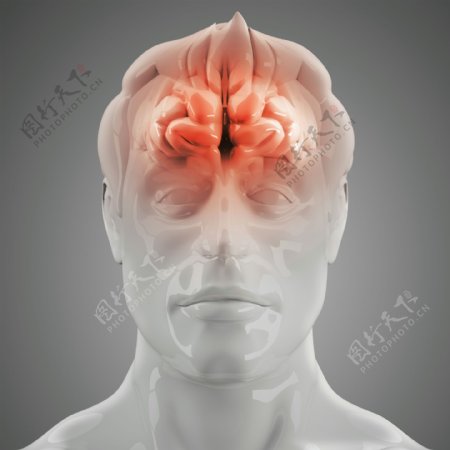 大脑X光图像图片