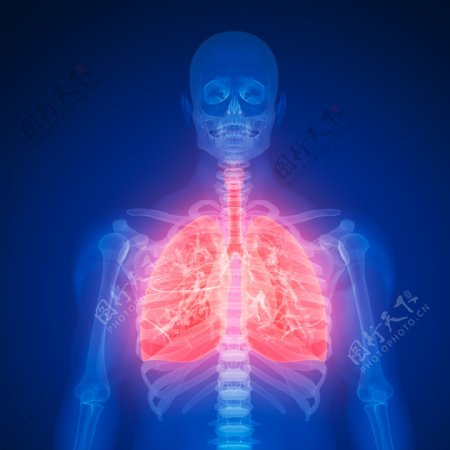 人体肺部X光图片