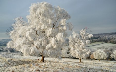 冬日下的雪树高清背景图