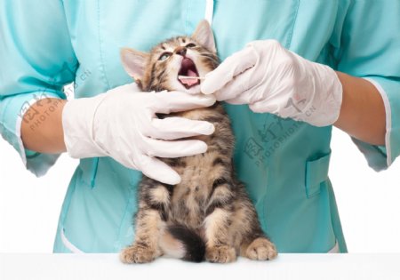 给小猫看病的兽医图片