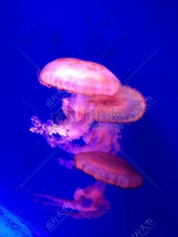 美丽的海底水母