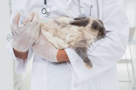 抱着兔子的医生图片