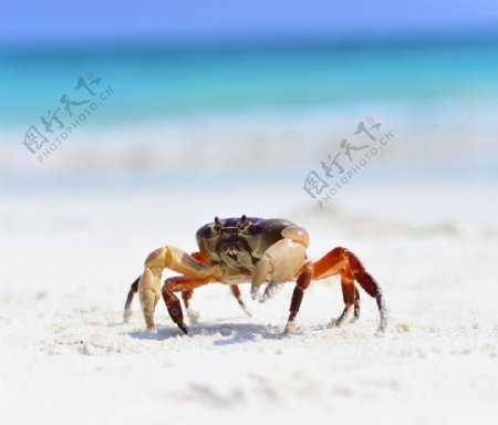 海滩上的螃蟹摄影