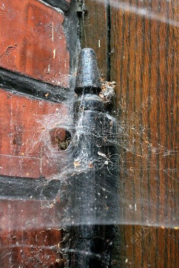 大蜘蛛和Web