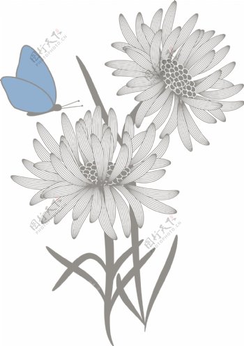 蓝色蝴蝶菊花
