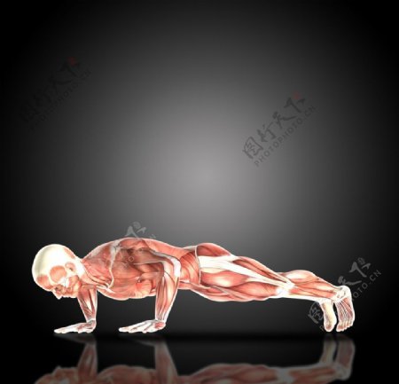 运动肌肉图