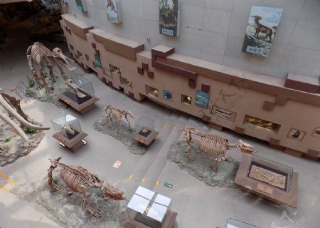 博物馆化石摄影
