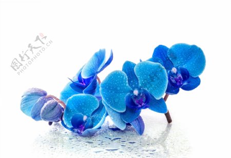 蘭花蓝色水滴