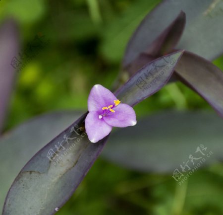 紫鸭跖草