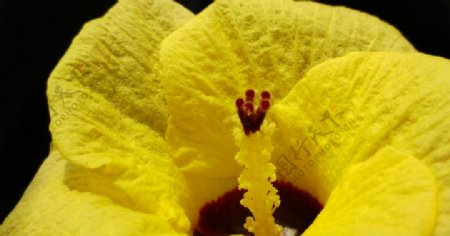 黄色微距花朵