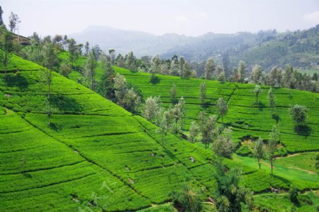 美丽的茶山茶园景色