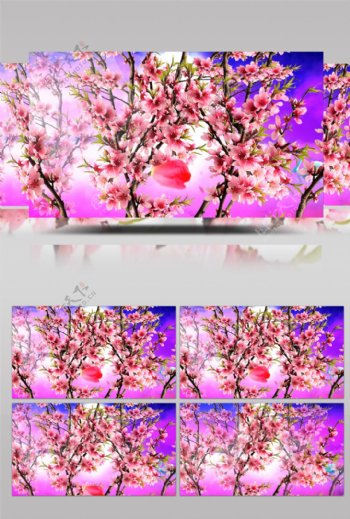 樱花飞舞视频素材