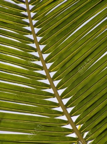 棕榈树叶子