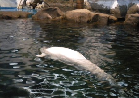 白鲸美丽的白鲸