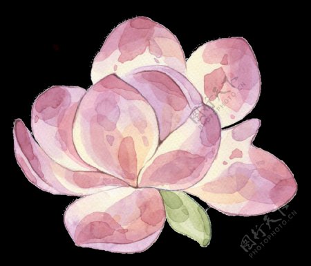 粉色水彩鲜花透明装饰图案